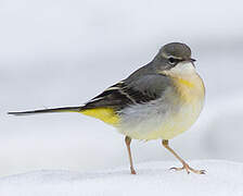 Grey Wagtail