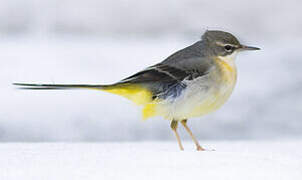 Grey Wagtail