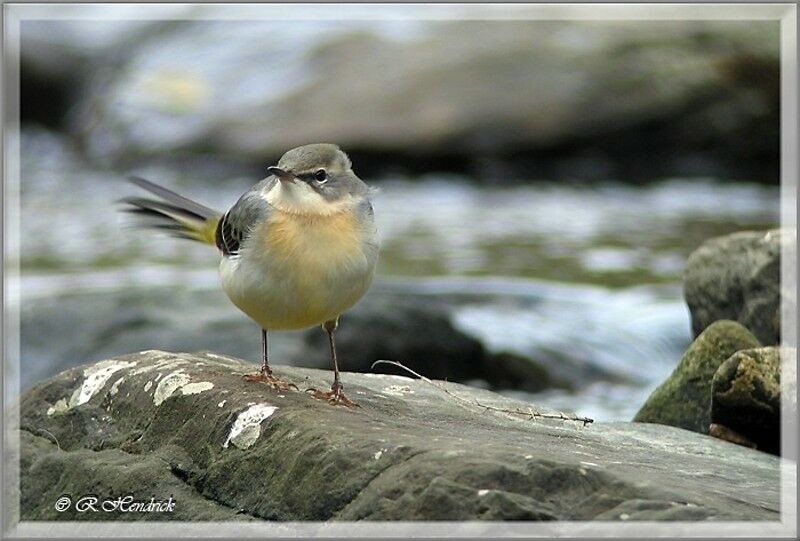 Grey Wagtail