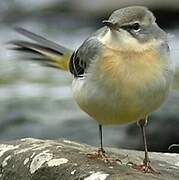 Grey Wagtail