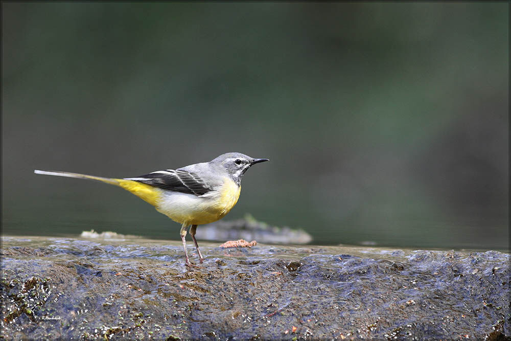 Grey Wagtail