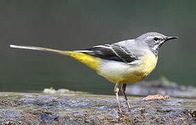 Grey Wagtail