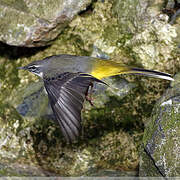 Grey Wagtail