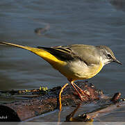 Grey Wagtail