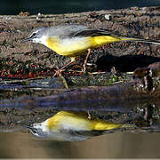 Grey Wagtail