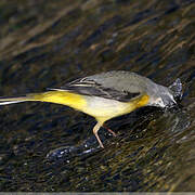 Grey Wagtail