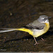 Grey Wagtail