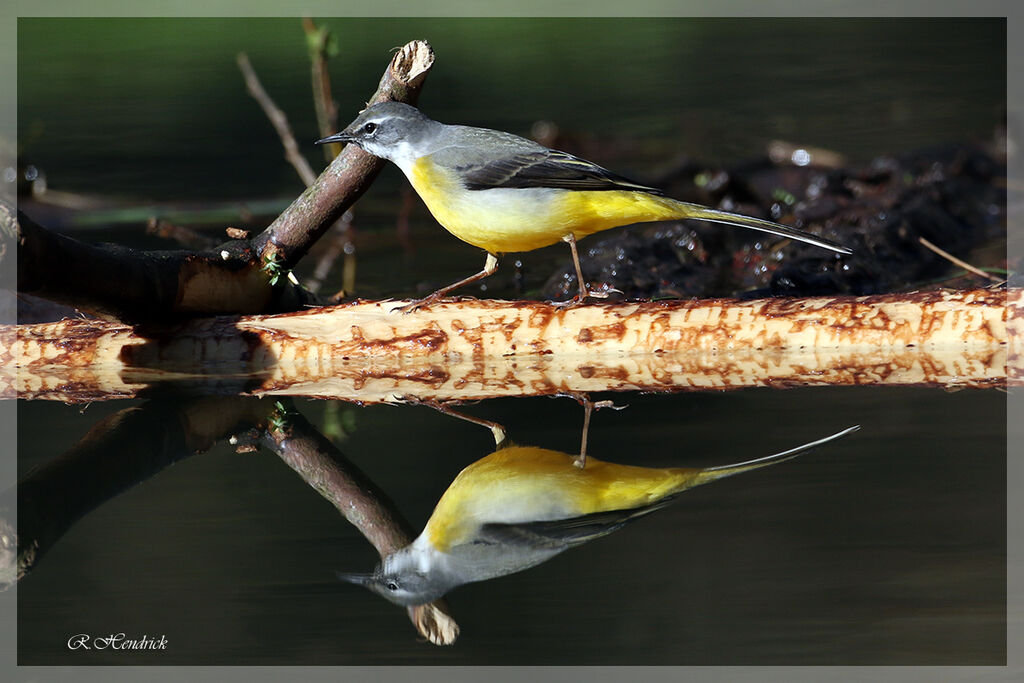 Grey Wagtail