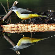 Grey Wagtail