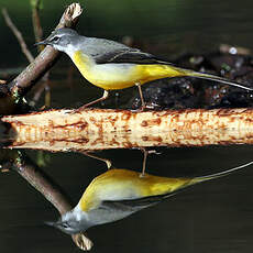 Bergeronnette des ruisseaux