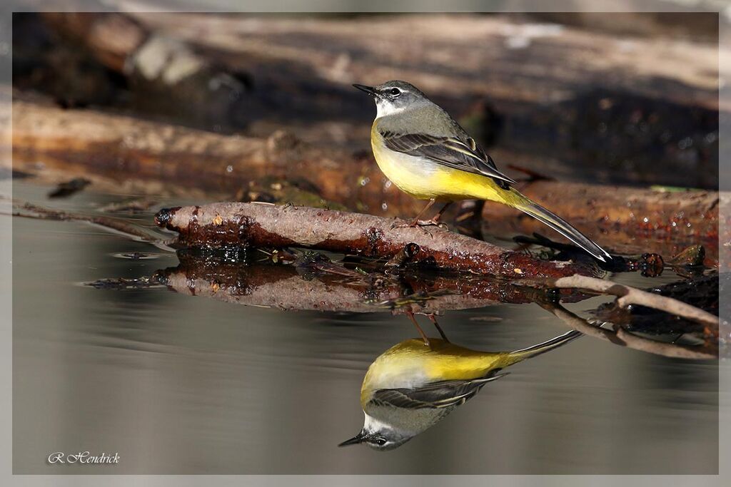 Grey Wagtail