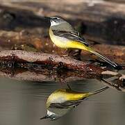 Grey Wagtail