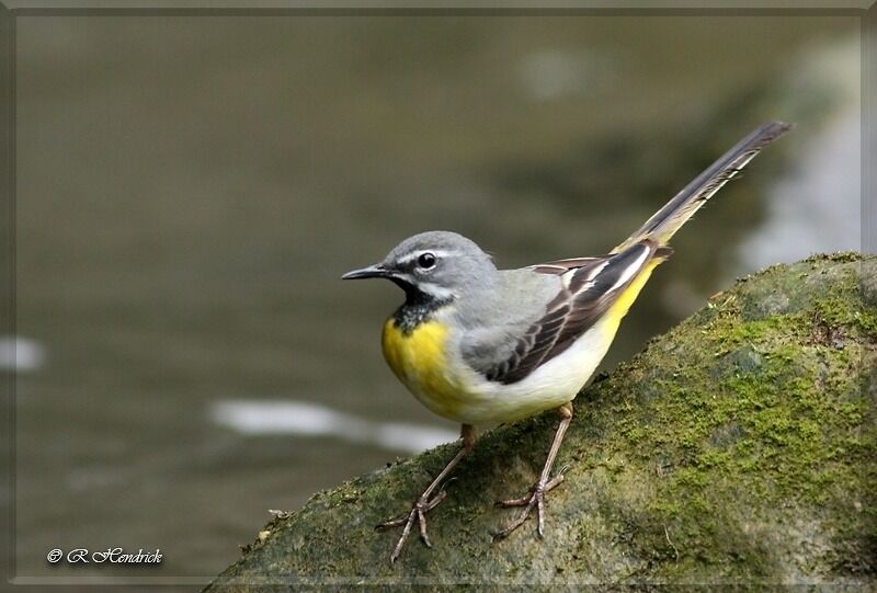 Grey Wagtail