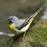 Grey Wagtail