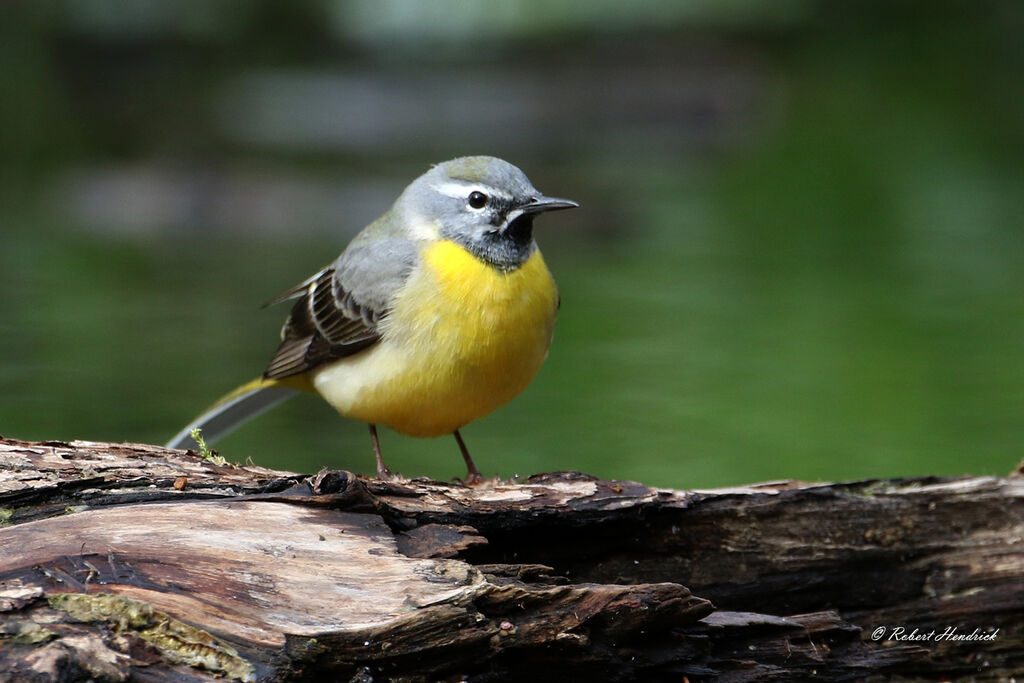 Grey Wagtail