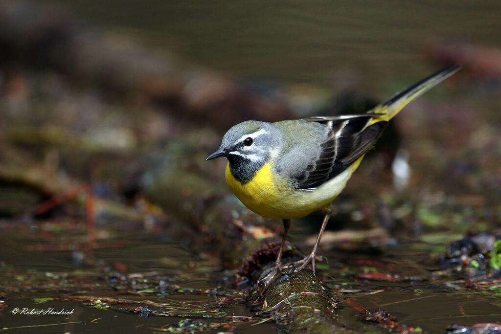 Grey Wagtail