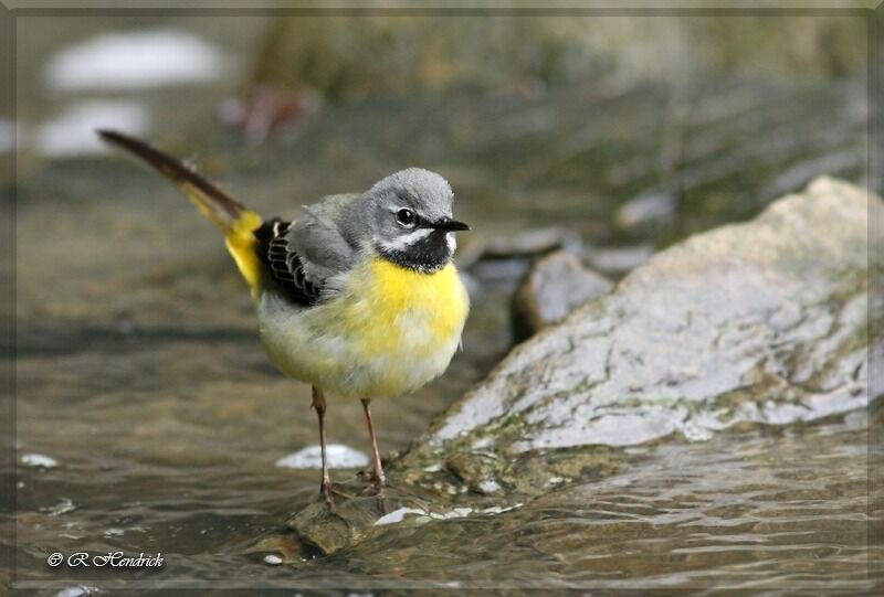 Grey Wagtail