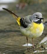 Grey Wagtail