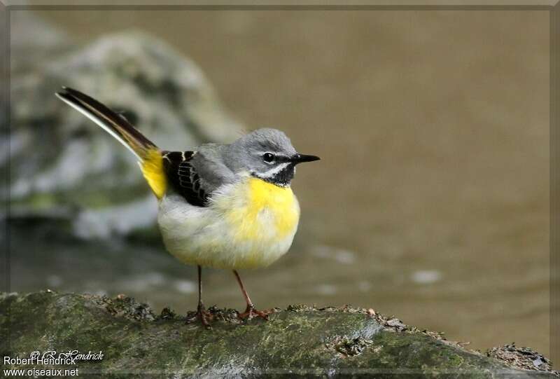 Bergeronnette des ruisseaux mâle, identification