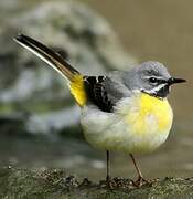 Grey Wagtail