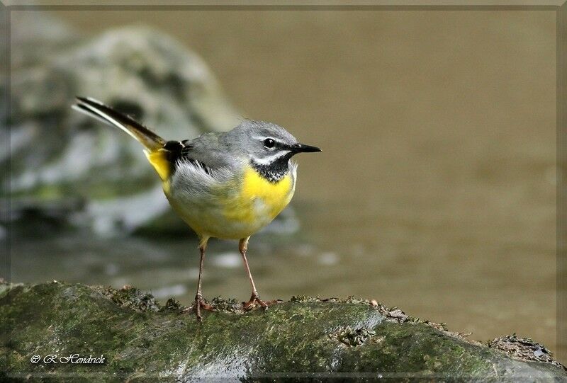 Grey Wagtail