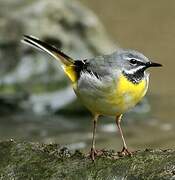 Grey Wagtail