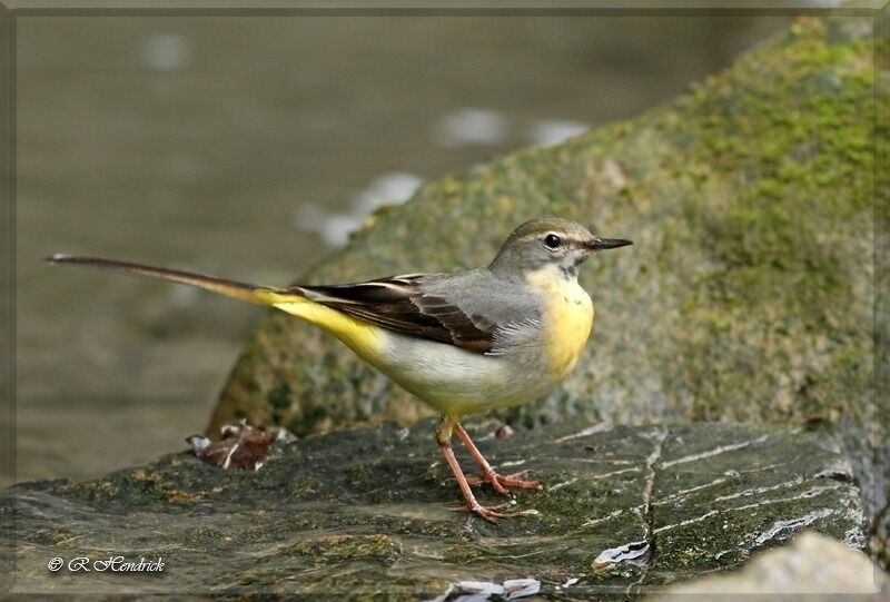 Grey Wagtail, identification