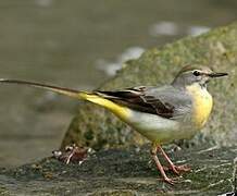 Grey Wagtail