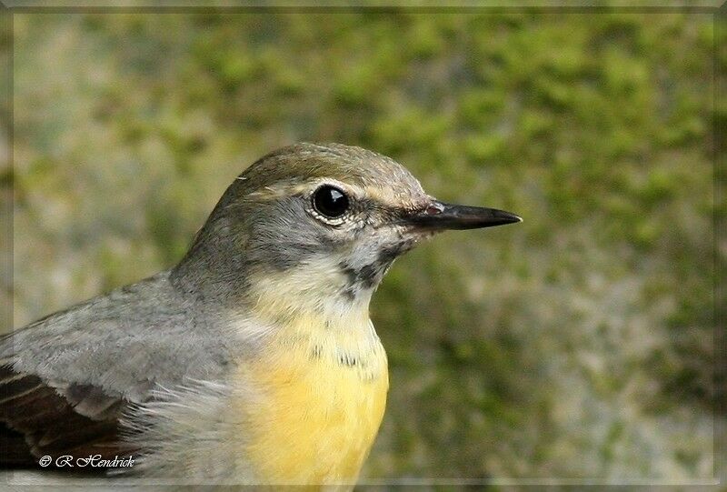 Grey Wagtail