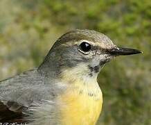 Grey Wagtail