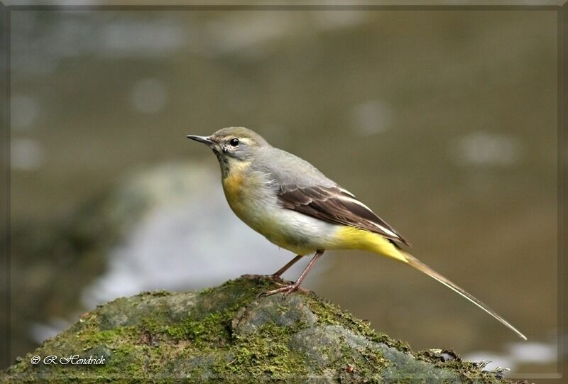 Grey Wagtail