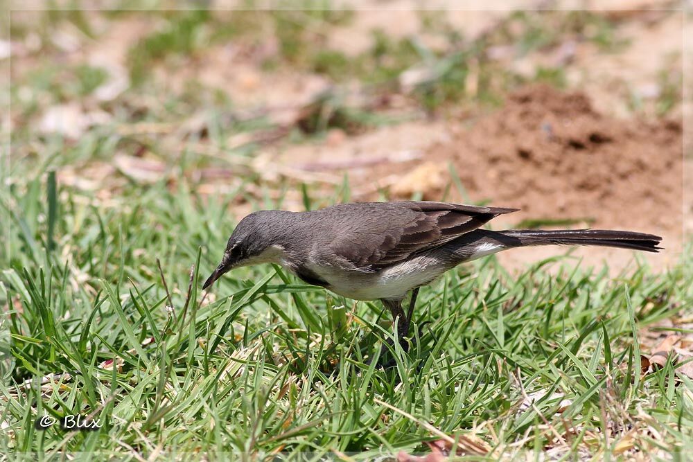 Cape Wagtail