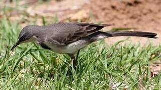 Cape Wagtail