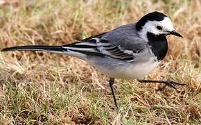 White Wagtail