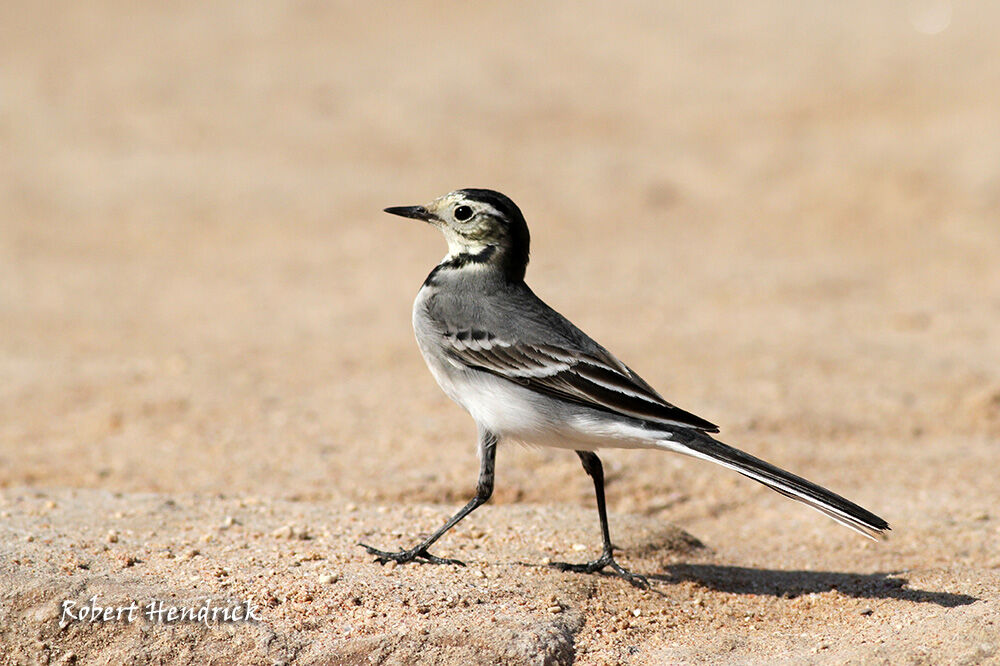 White Wagtail