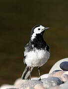 White Wagtail