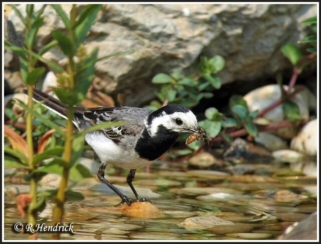 White Wagtail