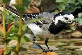 White Wagtail