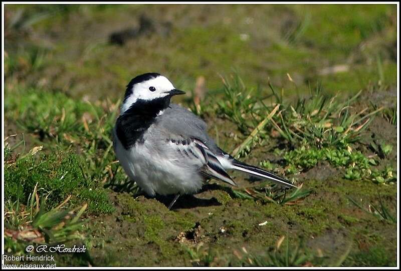 White Wagtail