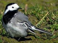 White Wagtail