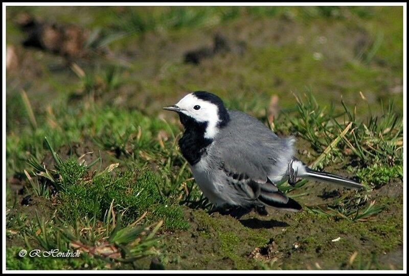 White Wagtail