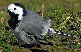 White Wagtail