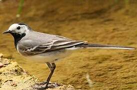 White Wagtail