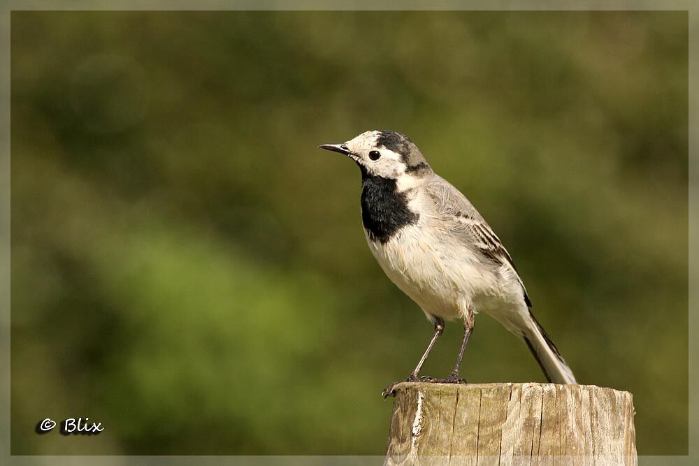 White Wagtail