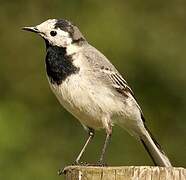 White Wagtail