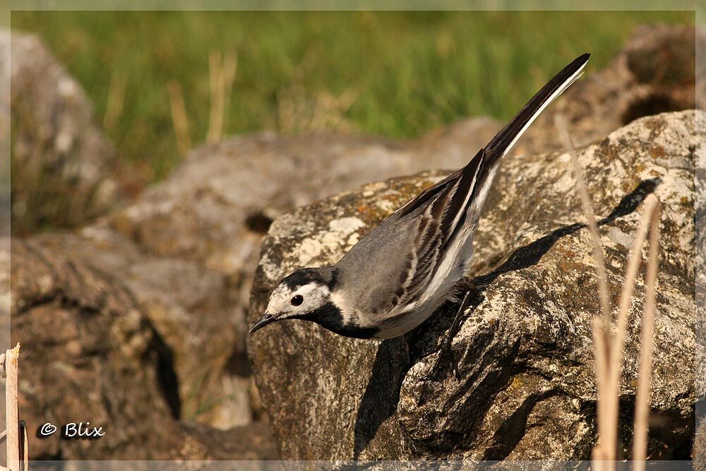 White Wagtail