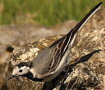 White Wagtail