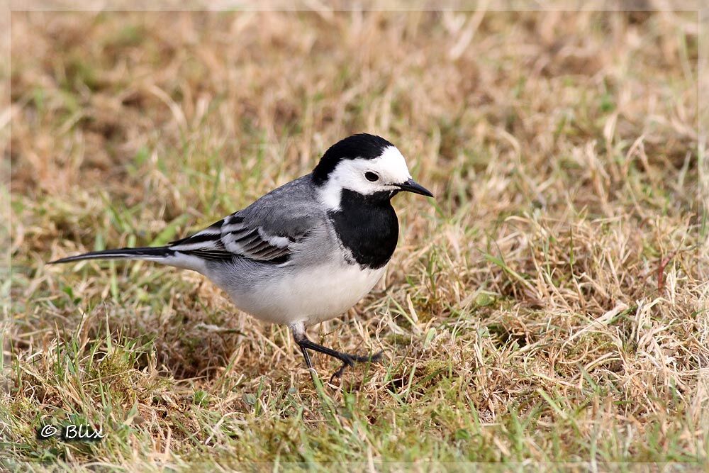 White Wagtail