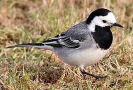 White Wagtail