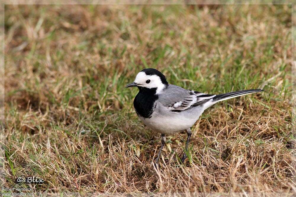 White Wagtail